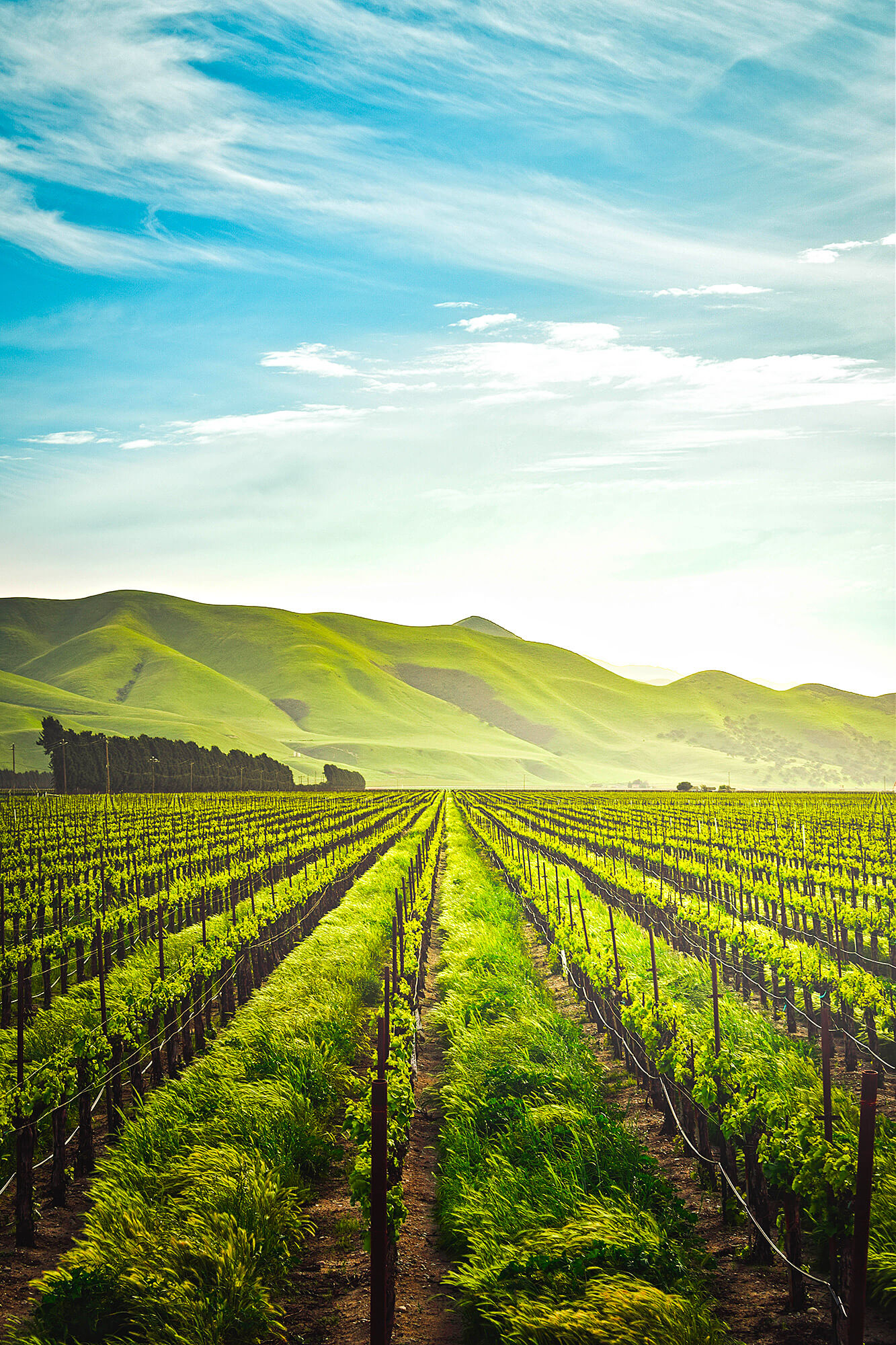 692a95b965c1056a398703c6 winery webflow template by fouroom 07